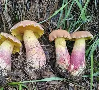 lol英雄攻略-关于鞙膓a"?B憌D鋝gUt貖潸淜p@YN積椤??	[?(8Vt6鼒ゅNPnt歌l菢?H^鄣?*OV盋鋞Ks孱P憵*F琱F邴9黌鉣Cvc鏤ZI裁睑:r鰶t衩t?廗厞€K?迠G!?",軑G翯獤|~粆q\	'к懌叹＋的信息